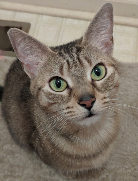 Entry image for Jasper . Clicking this image will show a larger photo