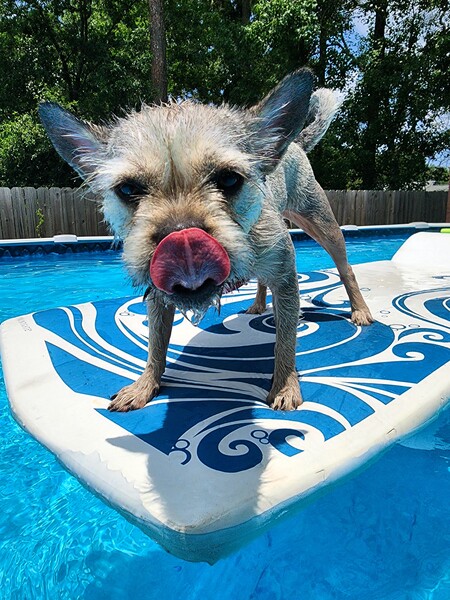 Entry image for Penny. Clicking this image will show a larger photo