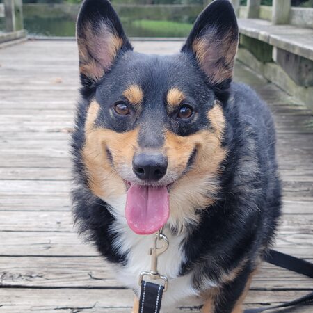 Entry image for Jasper. Clicking this image will show a larger photo