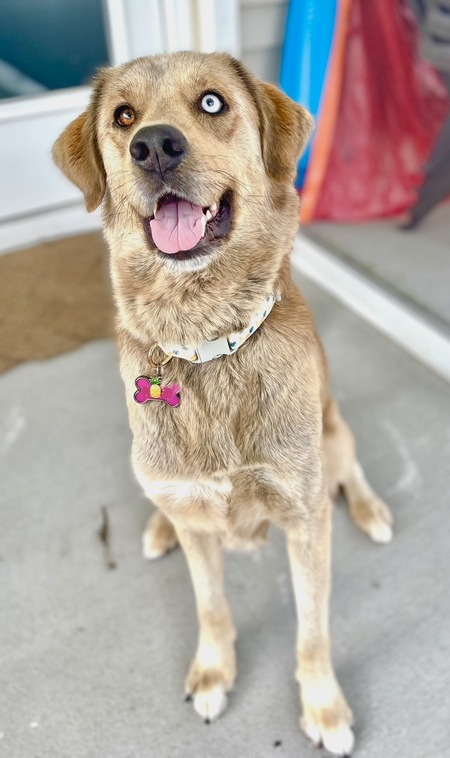 Entry image for Millie. Clicking this image will show a larger photo