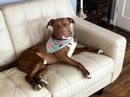 Entry image for Potato. Clicking this image will show a larger photo