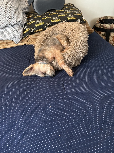 Entry image for Chachi. Clicking this image will show a larger photo