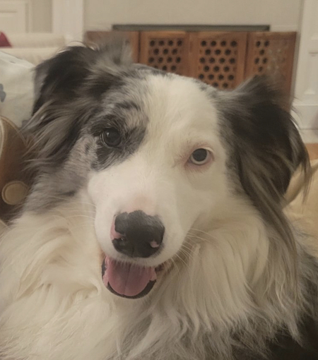 Entry image for Luna. Clicking this image will show a larger photo