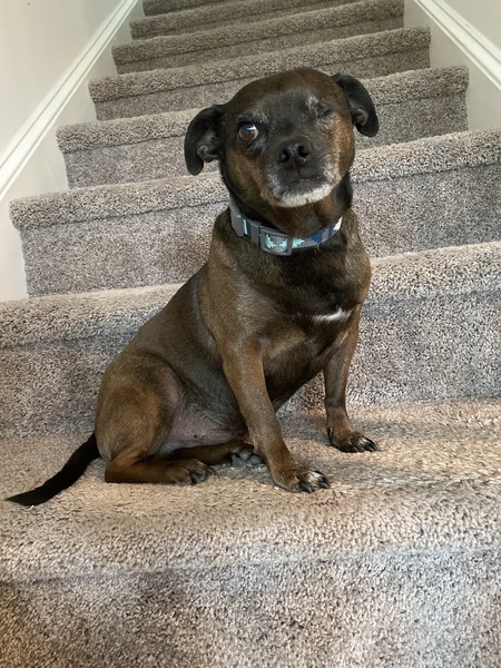 Entry image for Oliver. Clicking this image will show a larger photo