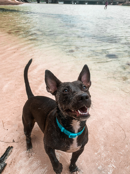 Entry image for Buster. Clicking this image will show a larger photo