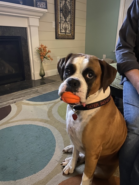 Entry image for Tater Tot. Clicking this image will show a larger photo