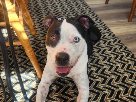 Entry image for Cress (aka Mimi). Clicking this image will show a larger photo