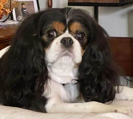 Entry image for Charlie. Clicking this image will show a larger photo