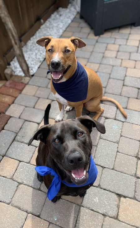 Entry image for Gunther and Farley. Clicking this image will show a larger photo