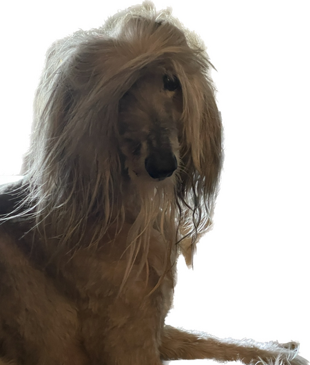 Entry image for Halo. Clicking this image will show a larger photo