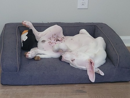 Entry image for Buster. Clicking this image will show a larger photo