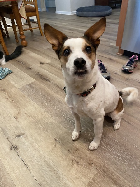 Entry image for Chewy. Clicking this image will show a larger photo