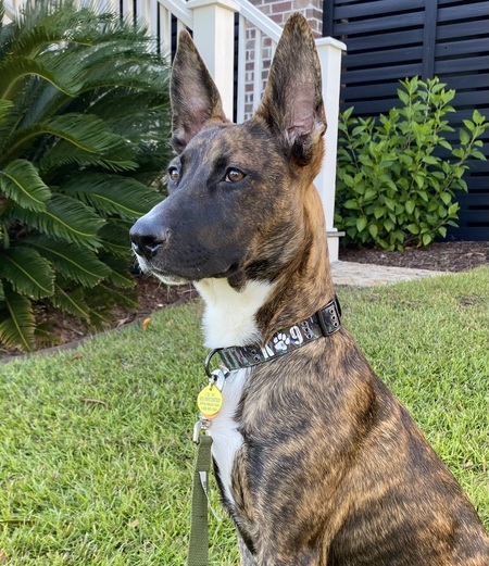 Entry image for Sailor. Clicking this image will show a larger photo