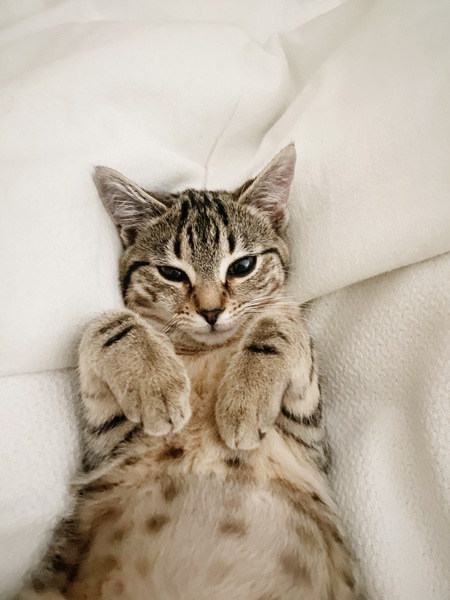 Entry image for Ivy. Clicking this image will show a larger photo