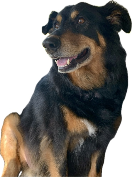 Entry image for Sox. Clicking this image will show a larger photo