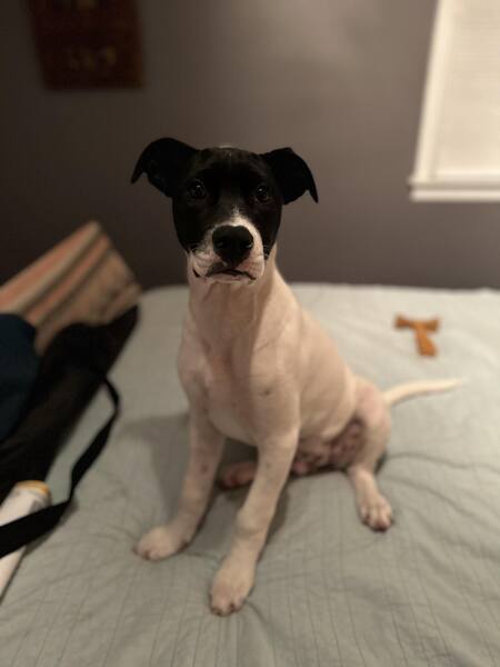 Entry image for Finley . Clicking this image will show a larger photo