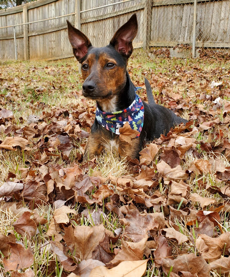 Entry image for Bailey. Clicking this image will show a larger photo