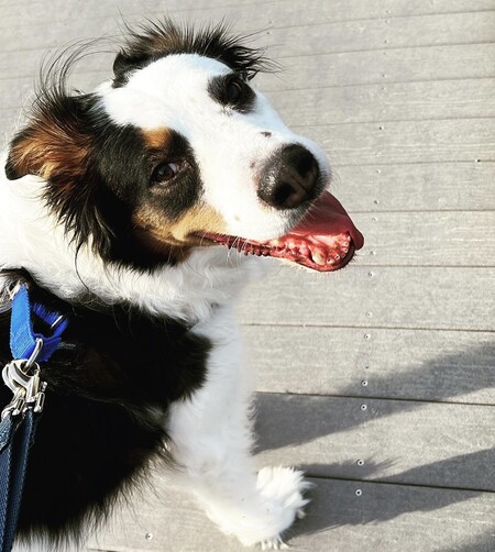 Entry image for Jethro. Clicking this image will show a larger photo