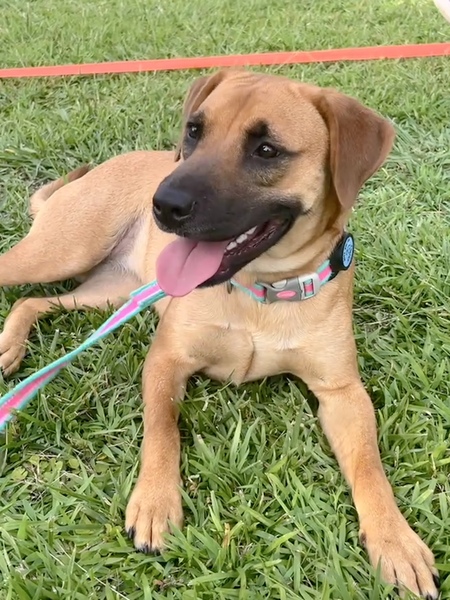 Entry image for Daisy. Clicking this image will show a larger photo