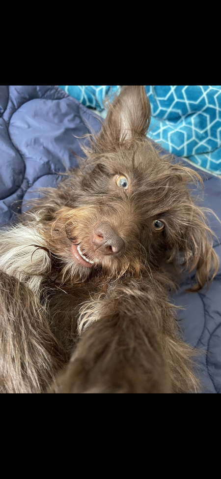 Entry image for Hershey Murray. Clicking this image will show a larger photo