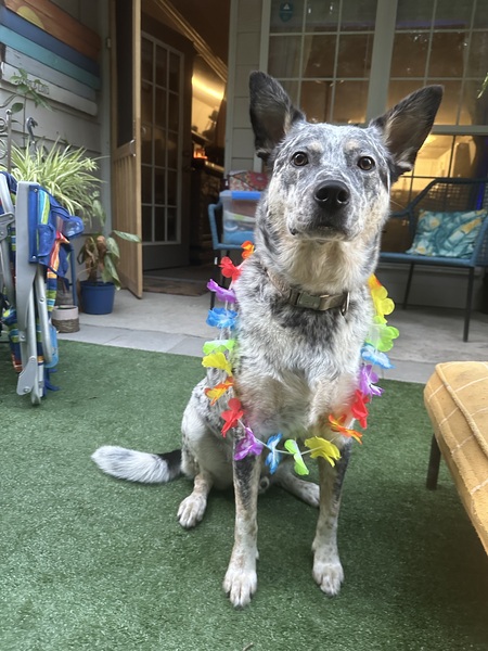 Entry image for Keoki George. Clicking this image will show a larger photo