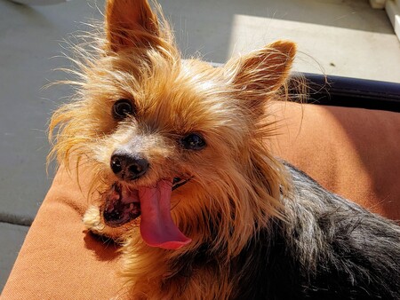 Entry image for Roxy. Clicking this image will show a larger photo