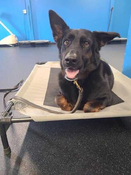 Entry image for Phoenix. Clicking this image will show a larger photo