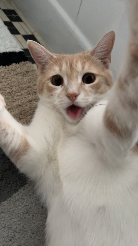 Entry image for Oaty. Clicking this image will show a larger photo