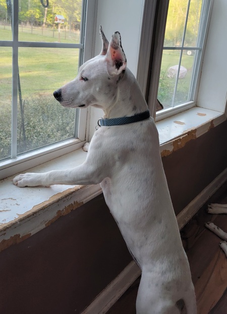 Entry image for Lucy. Clicking this image will show a larger photo