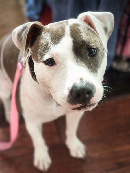 Entry image for Ivy. Clicking this image will show a larger photo