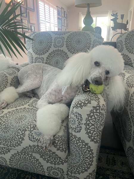 Entry image for Napoleon. Clicking this image will show a larger photo