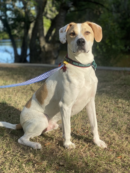 Entry image for Oshi. Clicking this image will show a larger photo