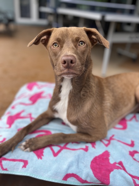 Entry image for Koa Grace . Clicking this image will show a larger photo