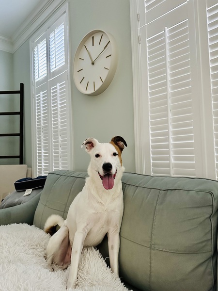 Entry image for Charlie. Clicking this image will show a larger photo