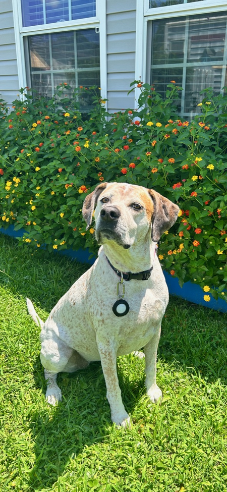 Entry image for Copper. Clicking this image will show a larger photo