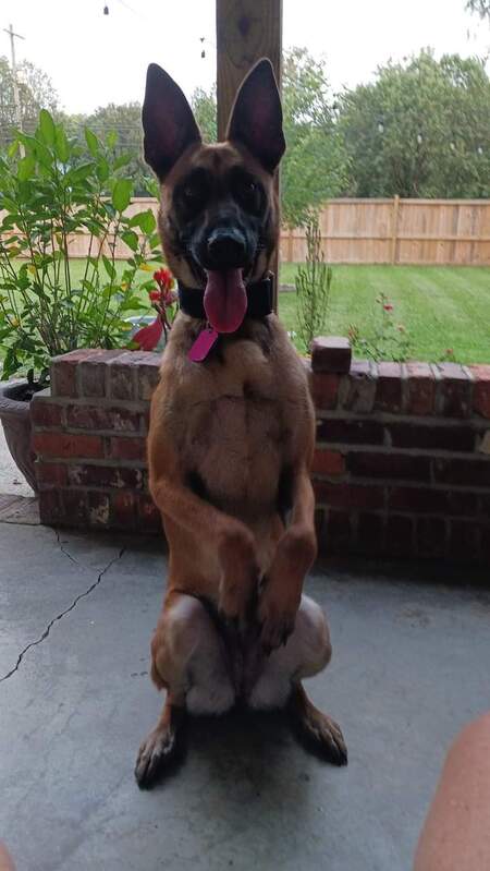 Entry image for Ramsey. Clicking this image will show a larger photo