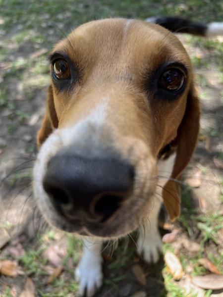 Entry image for Reggie. Clicking this image will show a larger photo