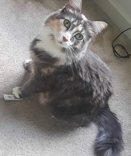 Entry image for Lexi. Clicking this image will show a larger photo