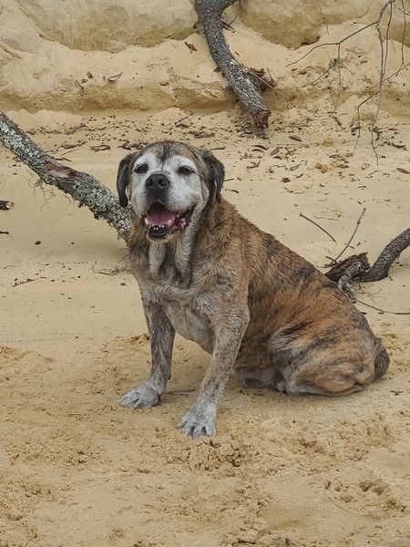 Entry image for Pappy . Clicking this image will show a larger photo