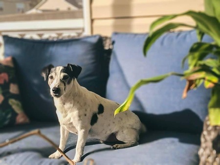 Entry image for Rascal. Clicking this image will show a larger photo