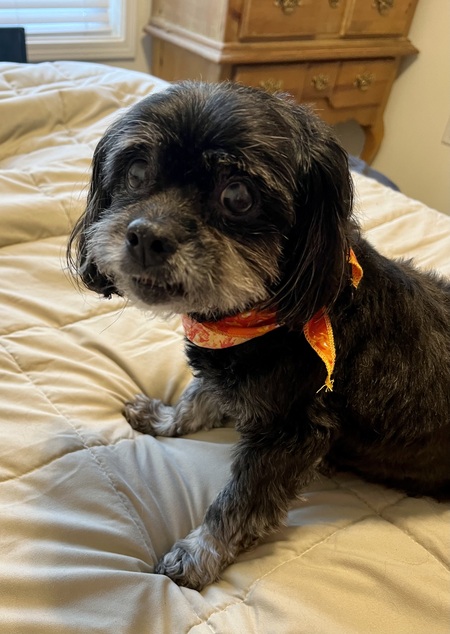 Entry image for Jessie. Clicking this image will show a larger photo