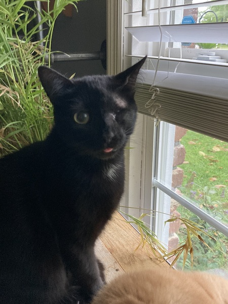 Entry image for Scalawag. Clicking this image will show a larger photo