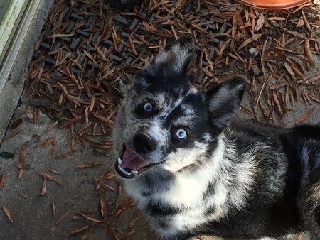 Entry image for Izzy. Clicking this image will show a larger photo