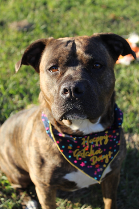 Entry image for Juno. Clicking this image will show a larger photo