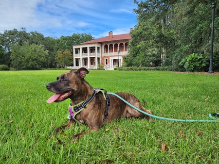 Entry image for Bailey. Clicking this image will show a larger photo