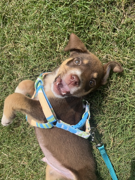 Entry image for Lex. Clicking this image will show a larger photo