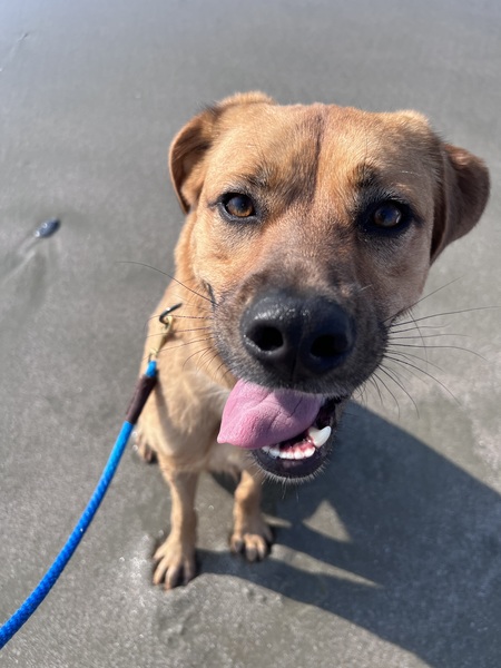 Entry image for Thor. Clicking this image will show a larger photo