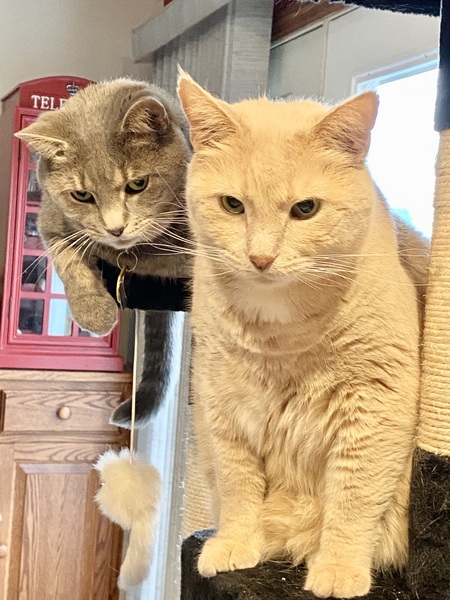 Entry image for Boulder & Queso. Clicking this image will show a larger photo