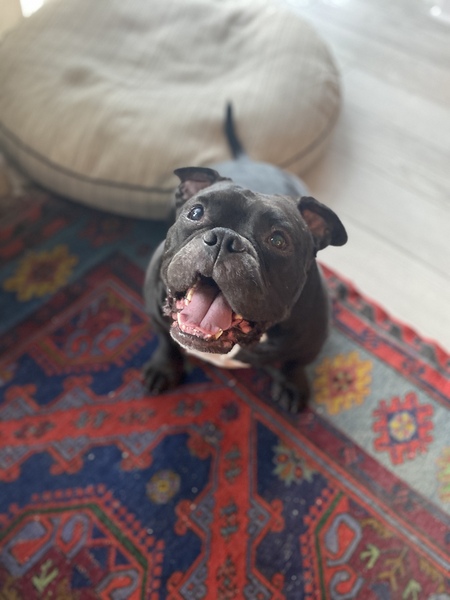 Entry image for REGGIE. Clicking this image will show a larger photo