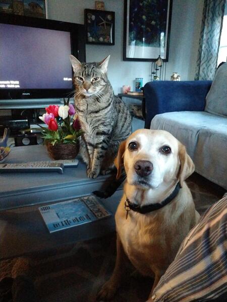 Entry image for Peanut and Cooper. Clicking this image will show a larger photo